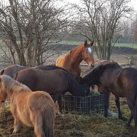 Muehlenberger Ponyhof Διαμέρισμα Ντούισμπουργκ Εξωτερικό φωτογραφία