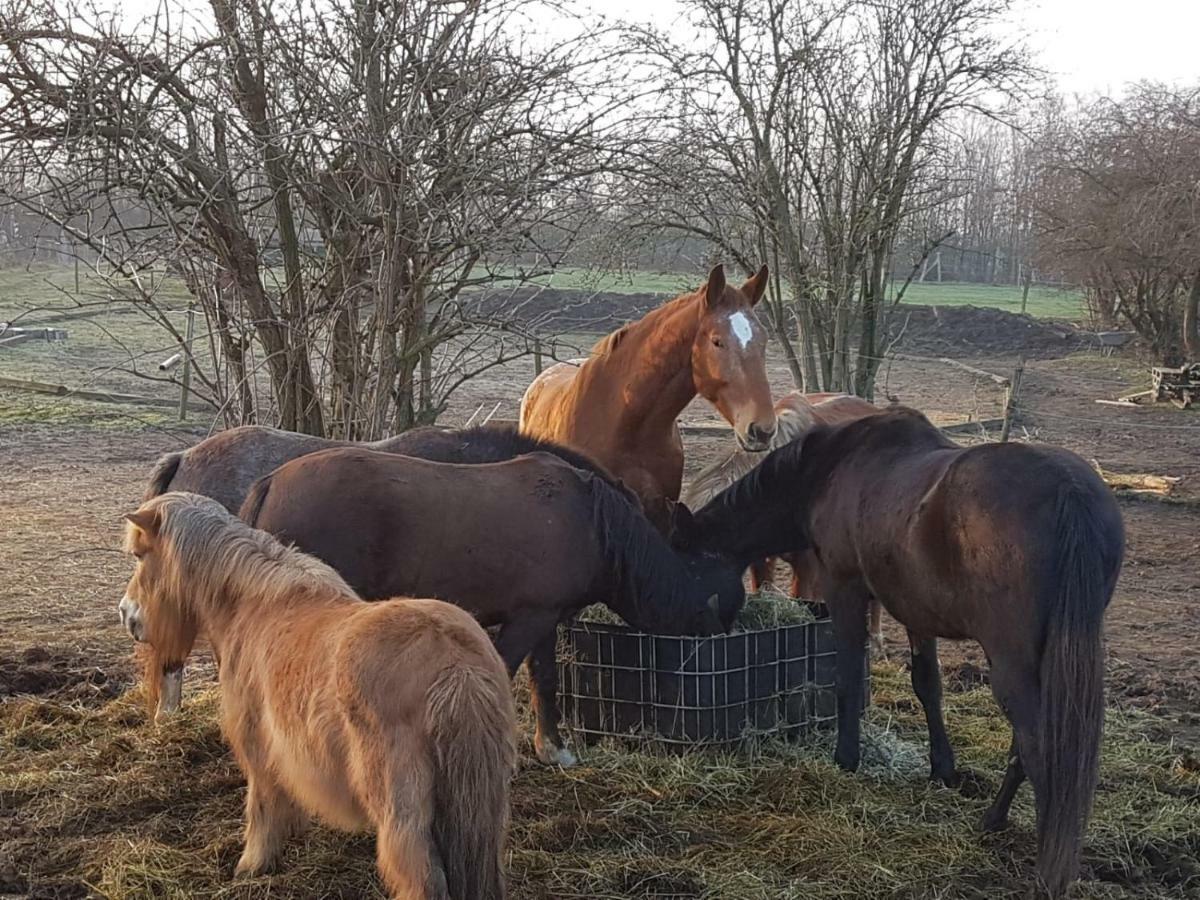 Muehlenberger Ponyhof Διαμέρισμα Ντούισμπουργκ Εξωτερικό φωτογραφία